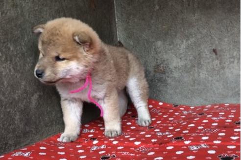 成約済の山梨県の豆柴-61594の2枚目