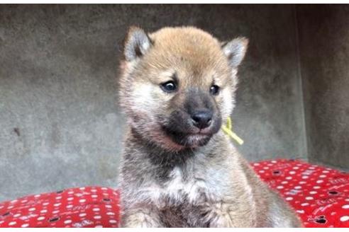 成約済の山梨県の豆柴-61595の4枚目