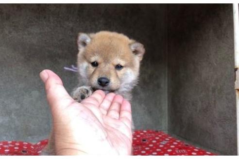 成約済の山梨県の豆柴-61597の1枚目