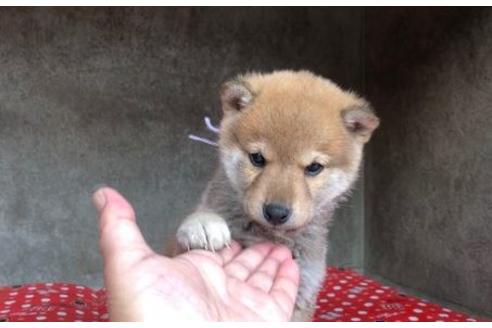 成約済の山梨県の豆柴-61597の5枚目
