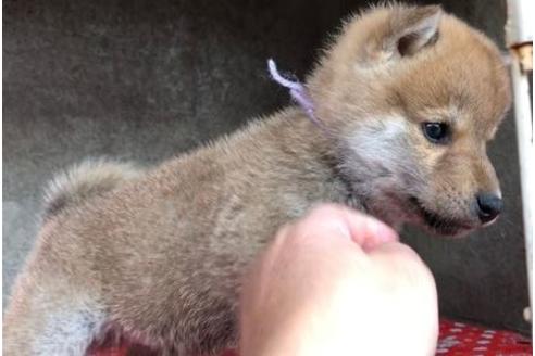 成約済の山梨県の豆柴-61597の4枚目