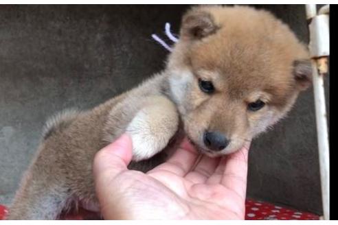 成約済の山梨県の豆柴-61597の3枚目