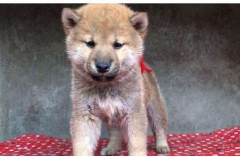 成約済の山梨県の柴犬-61598の8枚目