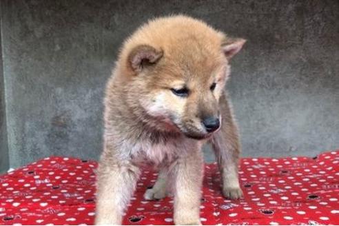 成約済の山梨県の柴犬-61598の6枚目