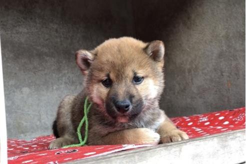 成約済の山梨県の豆柴-61599の6枚目