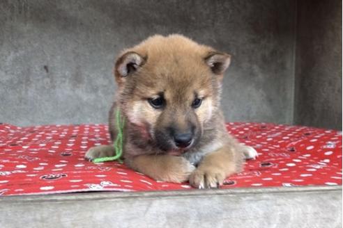 成約済の山梨県の豆柴-61599の5枚目