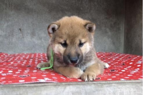 成約済の山梨県の豆柴-61599の4枚目