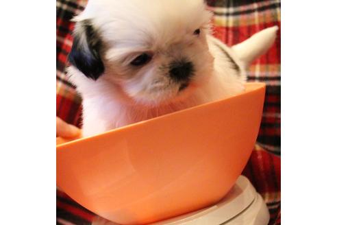 成約済の愛知県のシーズー-59821の16枚目