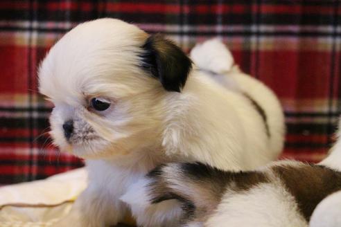 成約済の愛知県のシーズー-59821の15枚目