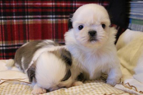 成約済の愛知県のシーズー-59821の14枚目