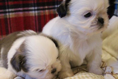 成約済の愛知県のシーズー-59821の13枚目