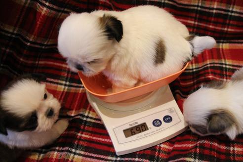 成約済の愛知県のシーズー-59821の12枚目