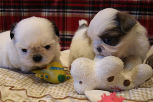 成約済の愛知県のシーズー-59821の11枚目