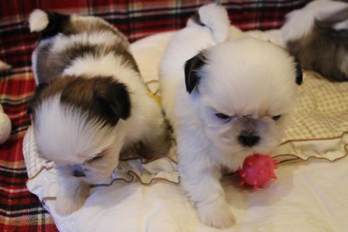 成約済の愛知県のシーズー-59821の10枚目