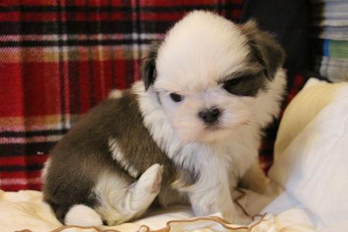 成約済の愛知県のシーズー-59823の58枚目