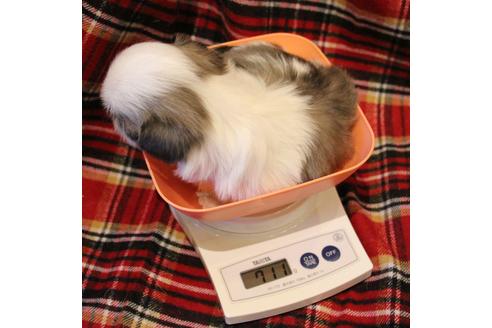 成約済の愛知県のシーズー-59823の57枚目