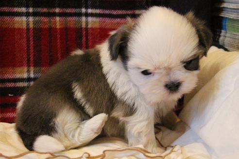 成約済の愛知県のシーズー-59823の56枚目