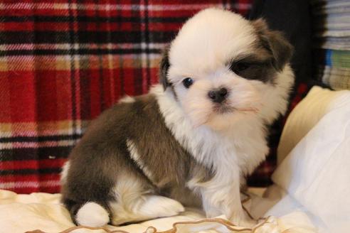 成約済の愛知県のシーズー-59823の55枚目