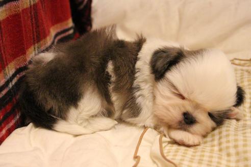 成約済の愛知県のシーズー-59823の54枚目