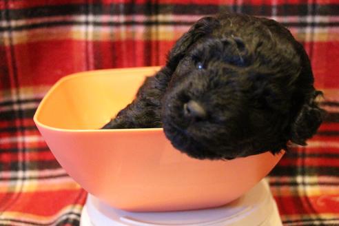 成約済の愛知県のトイプードル-60556の20枚目