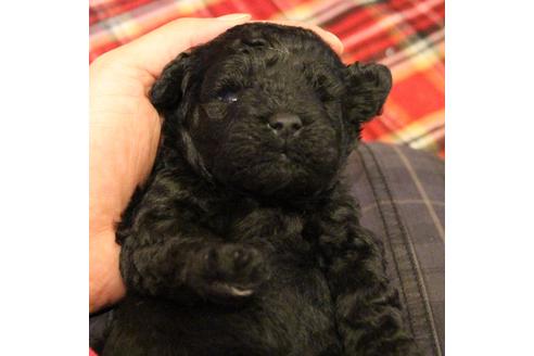 成約済の愛知県のトイプードル-60556の19枚目