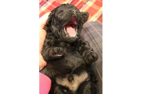 成約済の愛知県のトイプードル-60556の18枚目