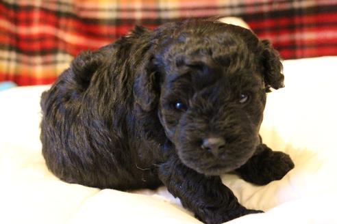 成約済の愛知県のトイプードル-60556の17枚目