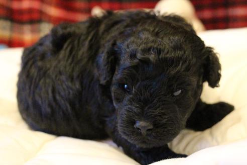 成約済の愛知県のトイプードル-60556の16枚目