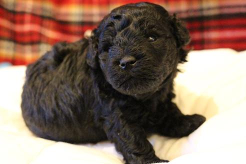 成約済の愛知県のトイプードル-60556の15枚目