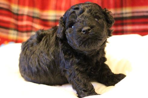 成約済の愛知県のトイプードル-60556の14枚目