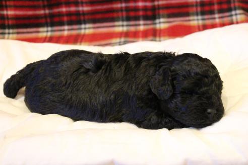 成約済の愛知県のトイプードル-60556の13枚目