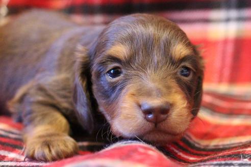 成約済の愛知県のカニンヘンダックスフンド(ロングヘアード)-60573の27枚目