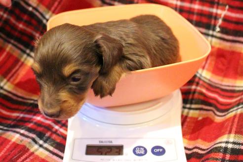成約済の愛知県のカニンヘンダックスフンド(ロングヘアード)-60573の26枚目