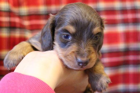 成約済の愛知県のカニンヘンダックスフンド(ロングヘアード)-60573の25枚目