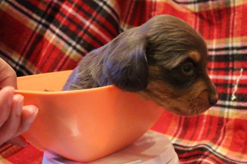 成約済の愛知県のカニンヘンダックスフンド(ロングヘアード)-60573の24枚目