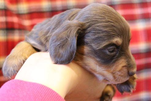 成約済の愛知県のカニンヘンダックスフンド(ロングヘアード)-60573の23枚目
