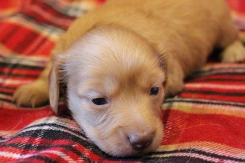 成約済の愛知県のカニンヘンダックスフンド(ロングヘアード)-60579の16枚目