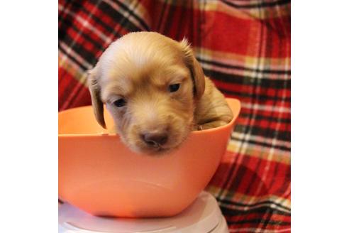 成約済の愛知県のカニンヘンダックスフンド(ロングヘアード)-60579の15枚目