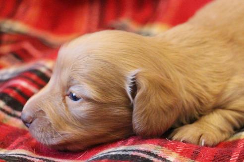 成約済の愛知県のカニンヘンダックスフンド(ロングヘアード)-60579の14枚目