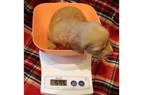 成約済の愛知県のカニンヘンダックスフンド(ロングヘアード)-60579の13枚目