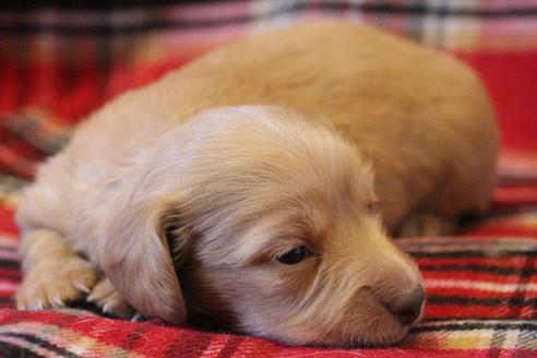 成約済の愛知県のカニンヘンダックスフンド(ロングヘアード)-60579の12枚目