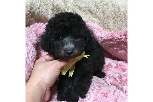 成約済の福岡県のトイプードル-61609の1枚目