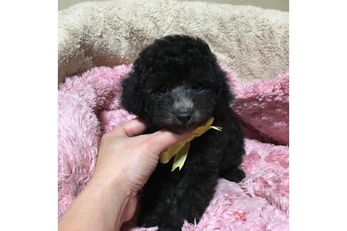 成約済の福岡県のトイプードル-61609の4枚目