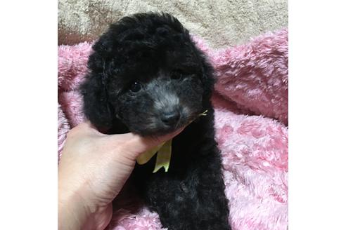 成約済の福岡県のトイプードル-61609の3枚目