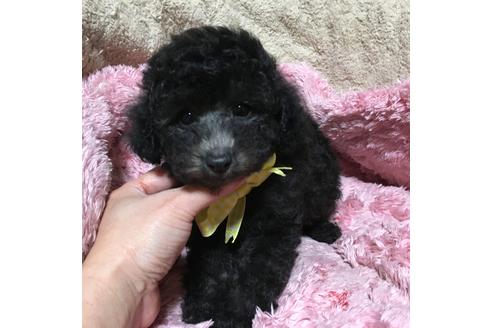 成約済の福岡県のトイプードル-61609の2枚目