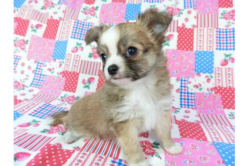 成約済の千葉県のチワワ(ロングコート)-60346の1枚目