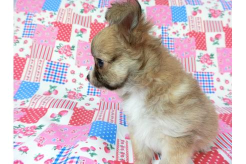 成約済の千葉県のチワワ(ロングコート)-60346の4枚目