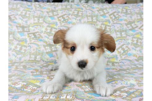 成約済の千葉県のパピヨン-60526