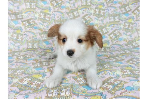 成約済の千葉県のパピヨン-60526の4枚目