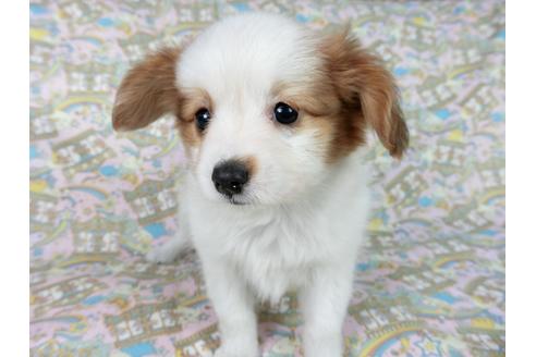 成約済の千葉県のパピヨン-60526の3枚目